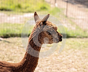 Close Up Of A Brown Alpaca