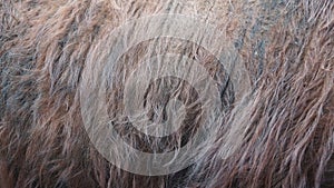 Close-Up of Brown Animal Fur Texture