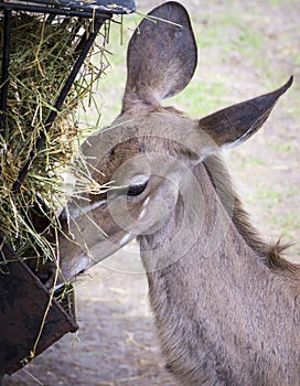 Close up of a Brown Antelope