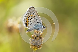 Brown argus butterfly, Aricia agestis