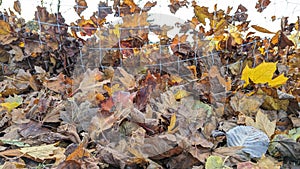 Close up of brown autumn leafs blown into and caught in the back of a football soccer net