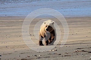 Close up of a Brown Bear in Alaska
