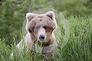 Close up of Brown Bear eating grass