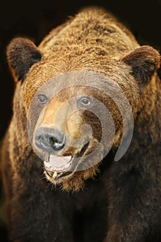 Close up of a brown bear head