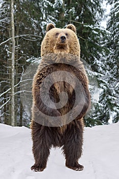 Close-up brown bear standing on his hind legs in the winter forest