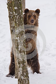 Close-up brown bear standing near a tree in winter forest. Danger animal in nature habitat. Wildlife scene