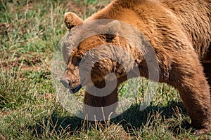 Close-up of brown bear walking in grass