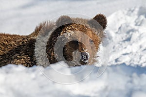 Close-up brown bear in winter forest. Danger animal in nature habitat. Wildlife scene