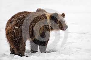 Close-up brown bear in winter forest. Danger animal in nature habitat. Wildlife scene