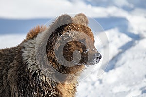 Close-up brown bear in winter forest. Danger animal in nature habitat. Wildlife scene