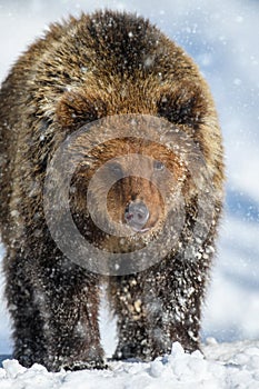 Close-up brown bear in winter forest. Danger animal in nature habitat. Wildlife scene