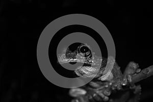 A close up of an brown and black large eye, green tree frog, Osteocephalus, in black and white