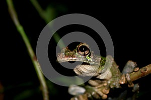 A close up of an brown and black large eye and mouth of a brown and green tree frog, Osteocephalus