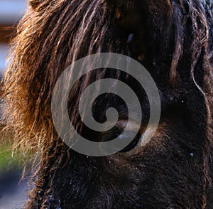 Close up of brown and black pony grazing on meadow
