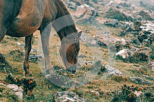 Close up of a brown and black wild horse in the mountains eating grass with a lot of mist