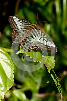 Close-up of brown and blue butterfly on a leaf