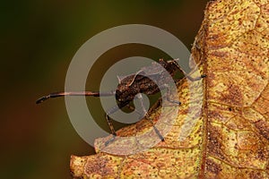 Brown bug on a dry leaf close-up