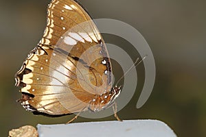 close up brown butterfly