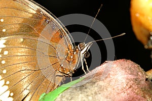 close up brown butterfly