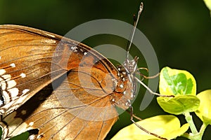 close up brown butterfly