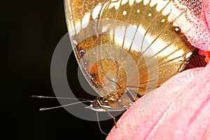 close up brown butterfly