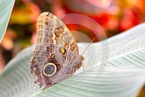 Close-up on a brown butterfly