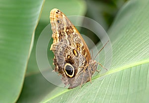 Close-up on a brown butterfly