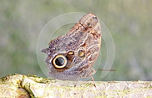 Close-up on a brown butterfly