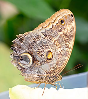 Close-up on a brown butterfly