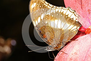 close up brown butterfly