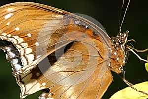 close up brown butterfly