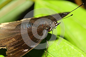 close up brown butterfly