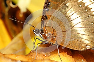 close up brown butterfly