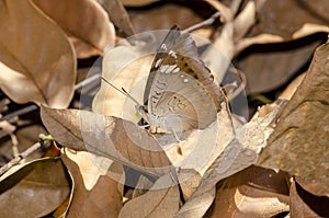 close up brown butterfly on brown leaf in the forest.