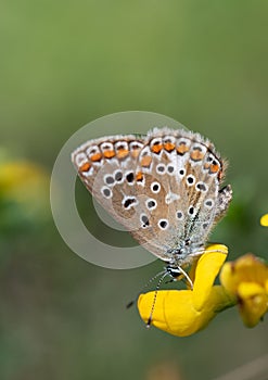 Close up of a brown butterfly with dark and red spots. The blue sits on a yellow flower in nature. The focus is on the