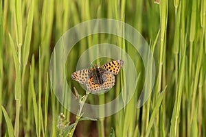 Close-up of brown butterfly on green background