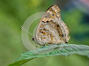 Close-up brown butterfly on green leaf