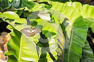 Close up of brown butterfly on a leaf. Surrounded by natural green leaves background