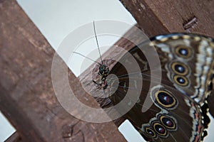 Close up of brown butterfly with many beautiful decorative eyes