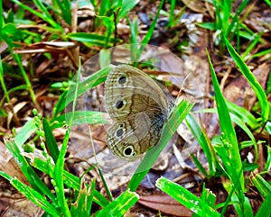 Close up of a brown butterfly in a meadow