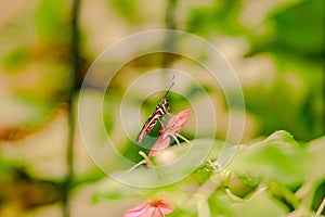 Close up from brown Butterfly over a bloom