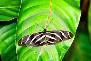 Close up from brown Butterfly over a leaf
