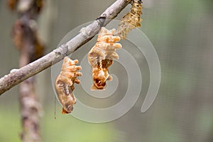 Close up brown Butterfly pupa worm on branch
