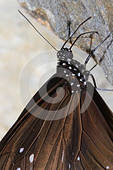 Close up brown butterfly on the rock in forest