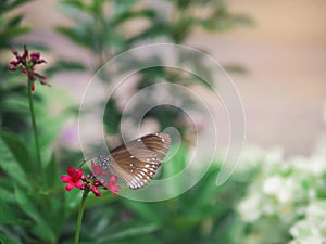 Close up brown butterfly Spotted Black Crow Euploea crameri bremeri on red flower with green garden background