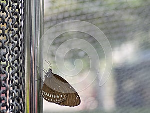 Close up brown butterfly Spotted Black Crow Euploea crameri bremeri on stainless pole