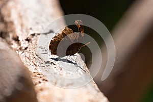 Close up brown butterfly on the tree twig