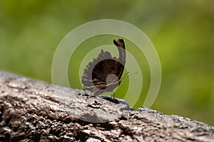 Close up brown butterfly on the tree twig