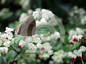 Close up brown butterfly on white flower with garden background