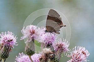 Close up of a brown butterfly on wild flowers in summer
